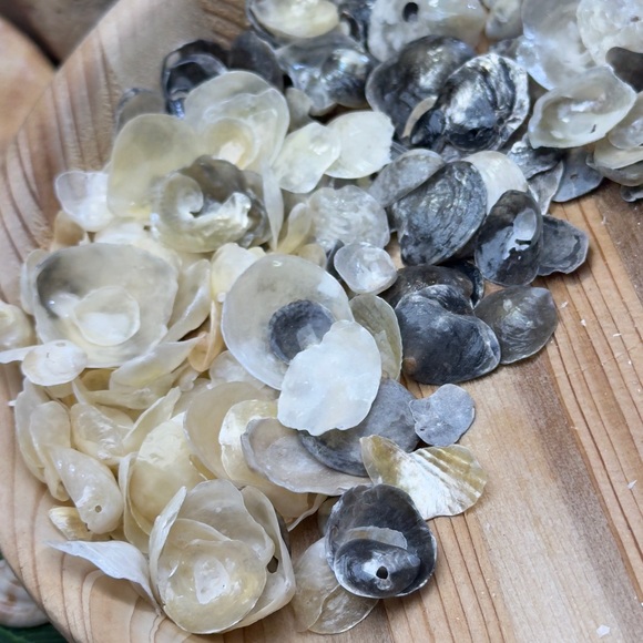 BULK REAL HAND PICKED FLORIDA JINGLE SHELLS SEASHELLS DIY CRAFTING CRAFTS LOT - Picture 11 of 13